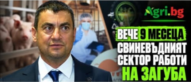 свиневъдство прасе новини Вече 9 месеца свиневъдният сектор работи на загуба